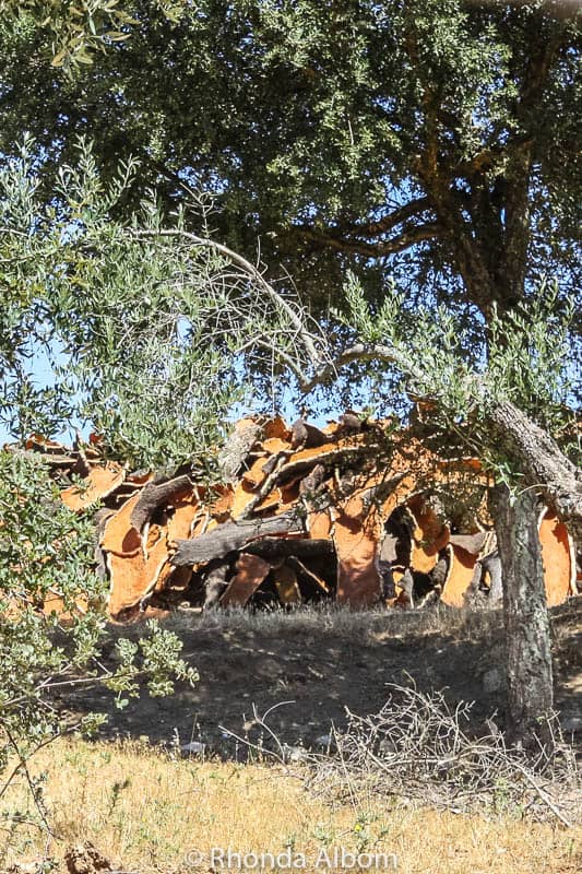 Cork Trees in Portugal and a Cork Museum in Spain