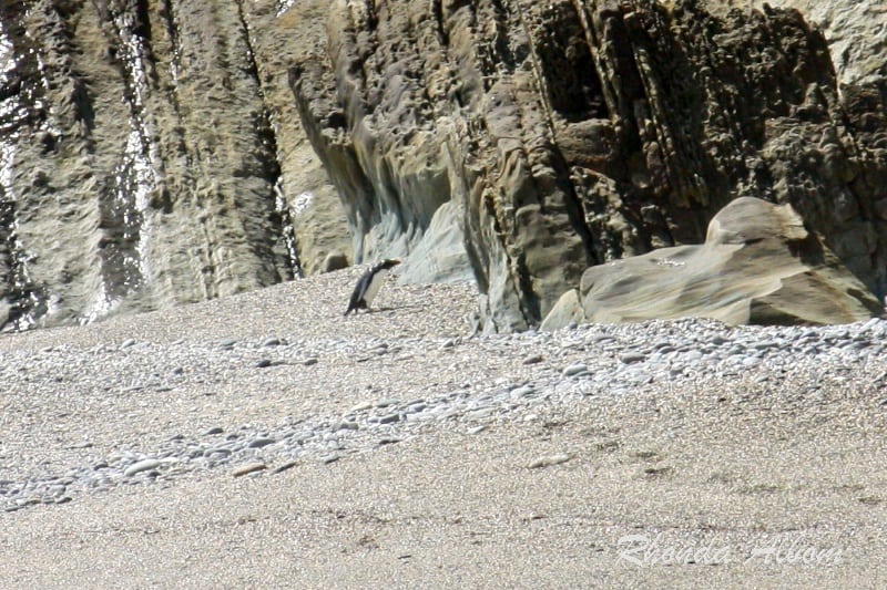 Fiordland Crested Penguin on Monroe Beach in New Zealand