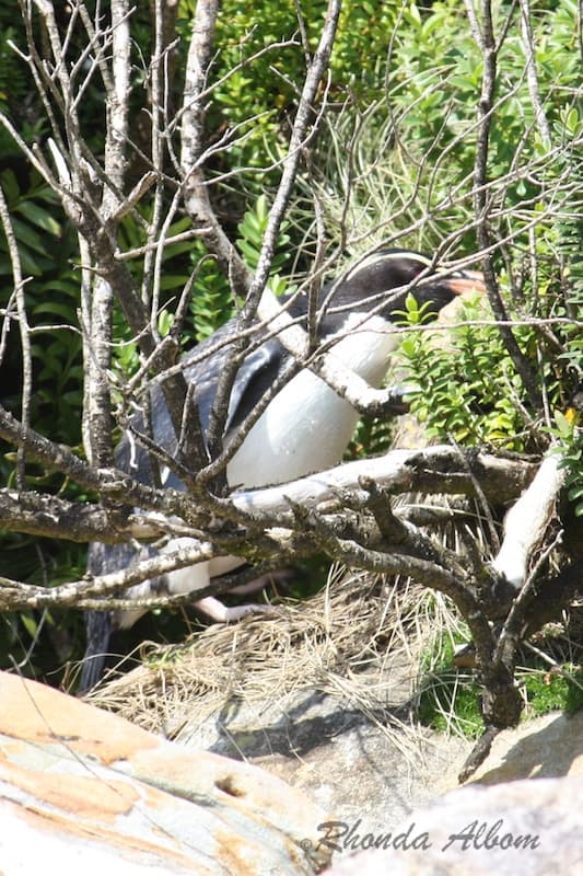 Fiordland Crested Penguin