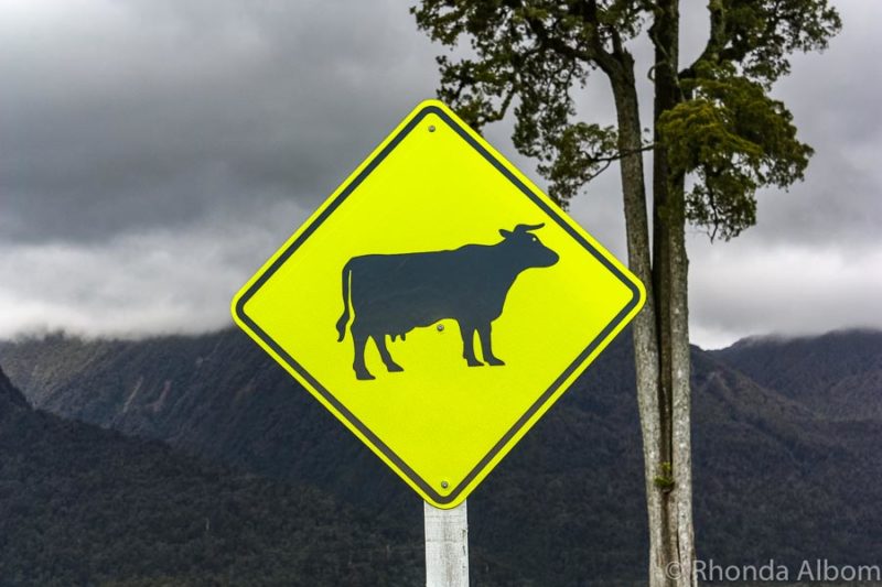 Steer with utters sign in Hokitika New Zealand