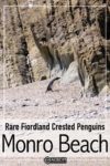 A the Fiordland Crested Penguin, walks across Monro Beach, New Zealand