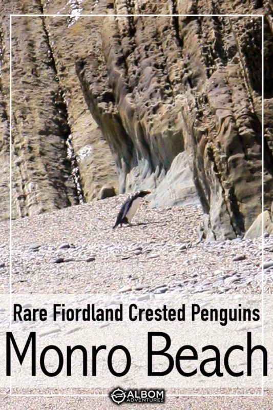 Monro Beach Walk - Spotting a Fiordland Crested Penguin in New Zealand 8 A the Fiordland Crested Penguin, walks across Monro Beach, New Zealand