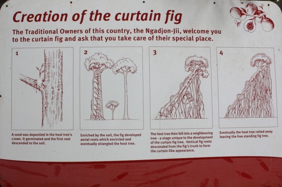 Creation of the Curtain Fig Tree