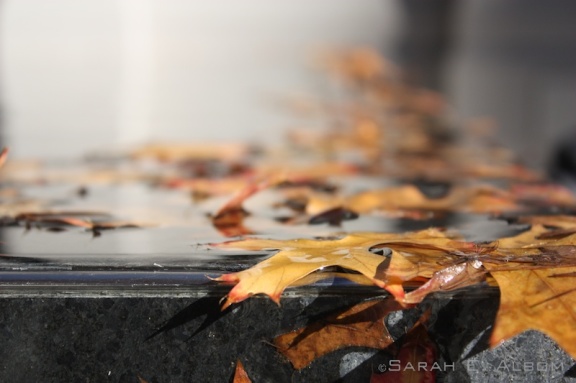 Leaves in the pool outside the Auckland Art Museum - rainy day photos