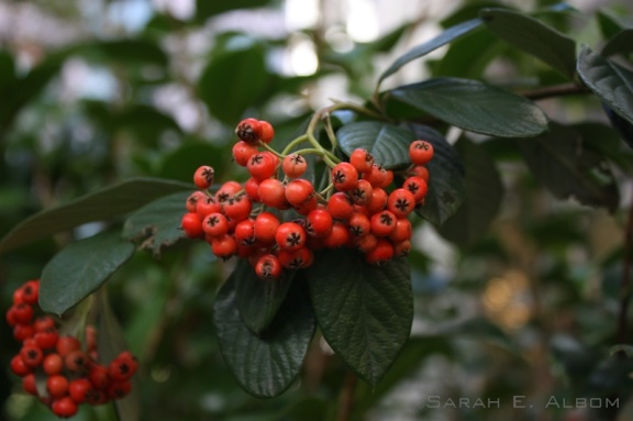 Some Nature in Auckland, New Zealand in the form of berries on Vincent Road.