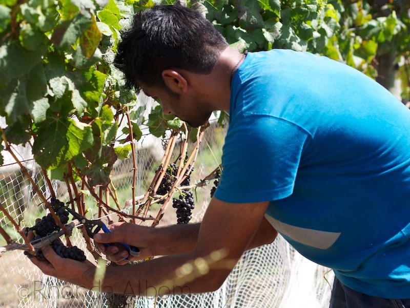 Hand Picking Grapes at Villa Maria Vineyard, Auckland New Zealand