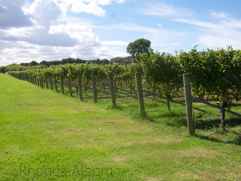 Grapes vines at Villa Maria Vineyard in Auckland