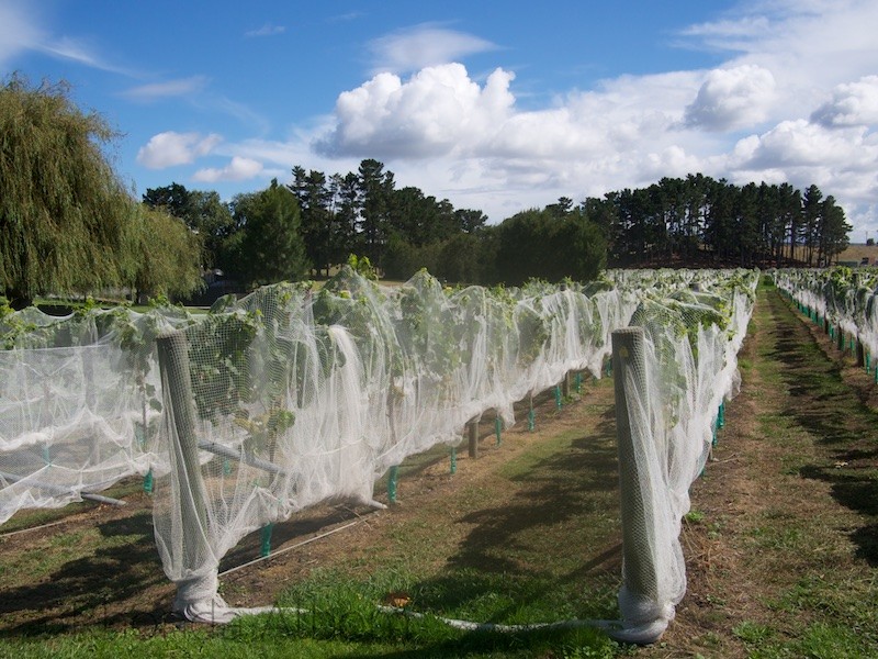 Covered grapes are protected from the birds at Villa Maria Vineyard in Auckland