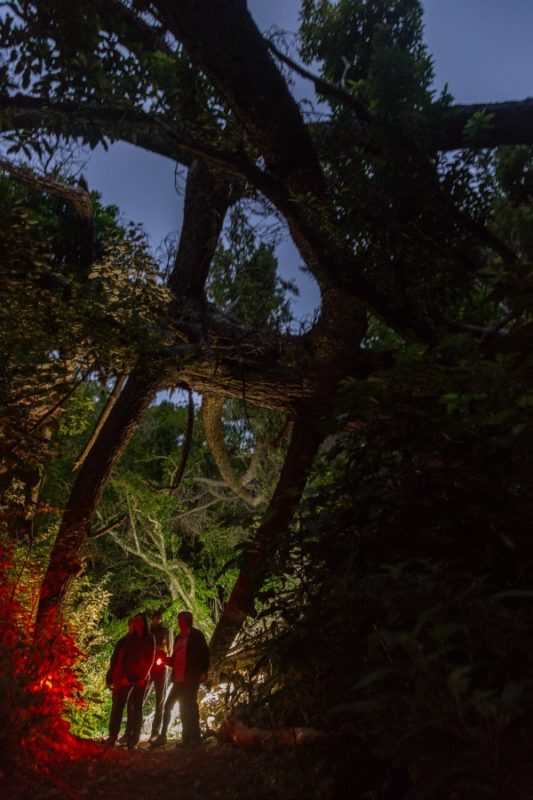Zealandia Day vs Night Tour Review: NZ Wildlife in a Natural Habitat 3 Zealandia Night Tour uses red filter flashlight in Wellington New Zealand
