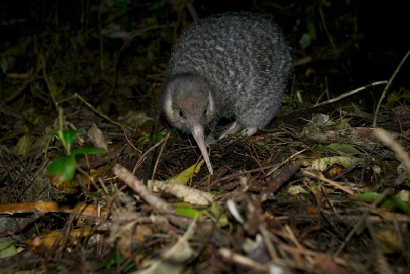 Zealandia Day vs Night Tour Review: NZ Wildlife in a Natural Habitat 8 Kiwi bird seen on the Zealandia Night Tour, Wellington New Zealand