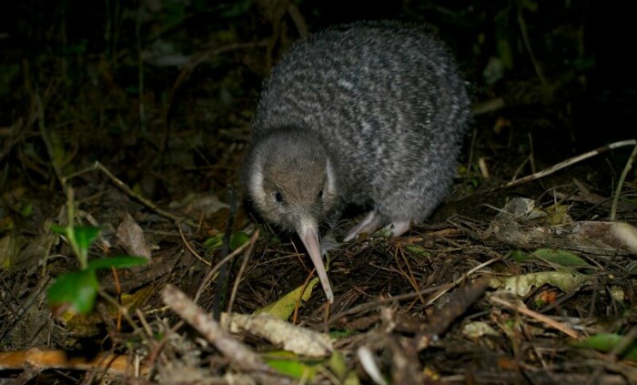 Zealandia Ecosanctuary by Night and Day - Wildlife Outside Wellington