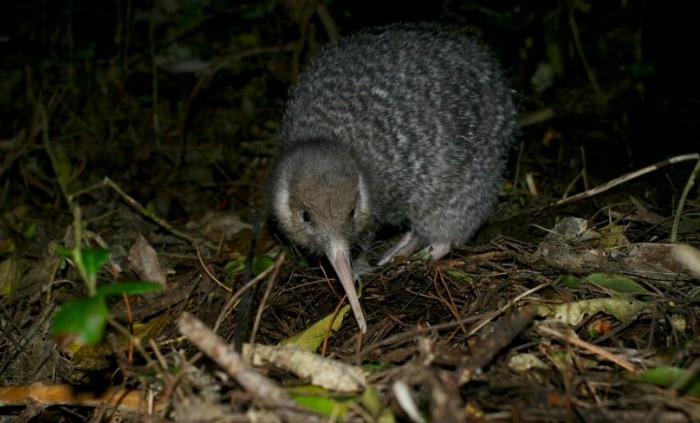 Little Spotted Kiwi seen on the Zealandia Night Tour, Wellington New Zealand