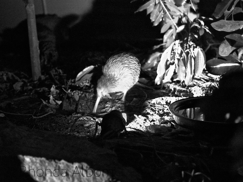 Eco-friendly Auckland Zoo Animals and Conservation Success 11 Kiwi bird at the Wellington Zoo New Zealand