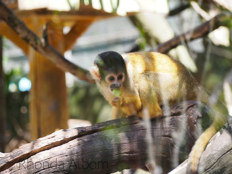 Squirrel Monkey at the Wellington Zoo, New Zealand