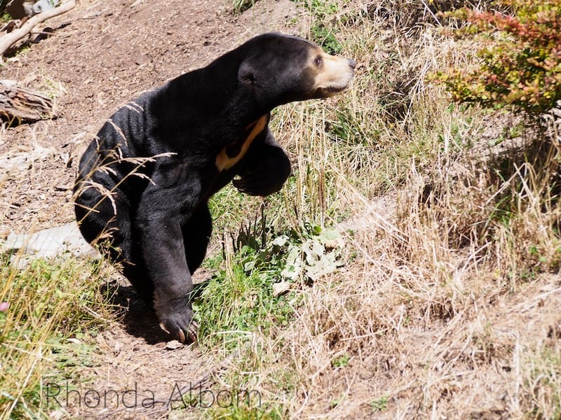 Sun Bear at the Wellington Zoo, New Zealand