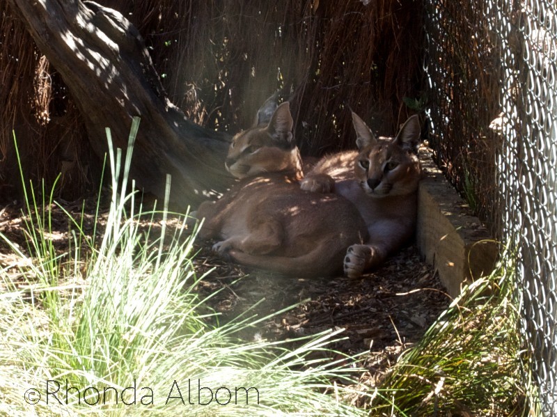 Caracal at the Wellington Zoo, New Zealand