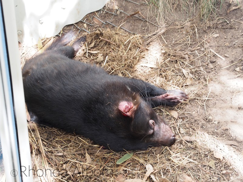 Tasmanian Devil at the Wellington Zoo, New Zealand
