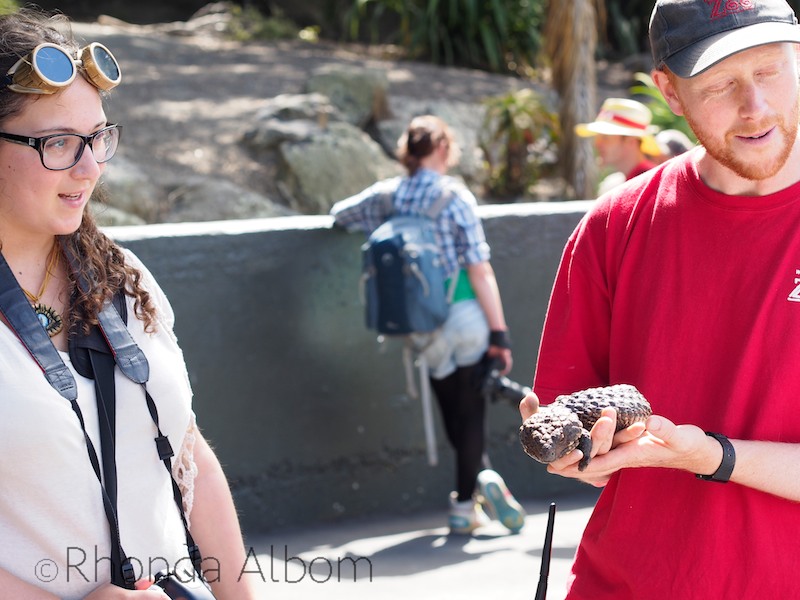 Interesting Animals at Wellington Zoo, with NZ's Only Bear