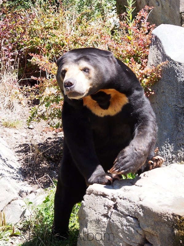 Interesting Animals at Wellington Zoo, with NZ's Only Bear