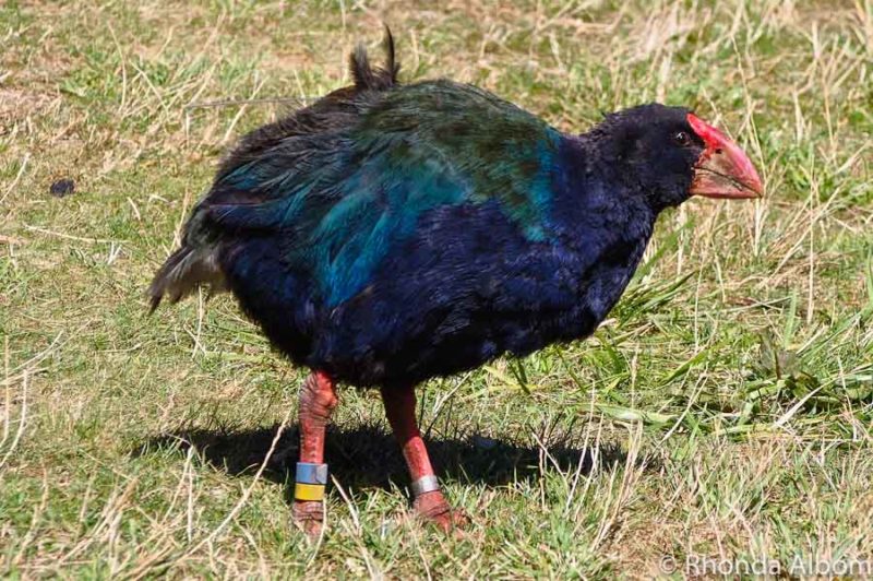 Zealandia Day vs Night Tour Review: NZ Wildlife in a Natural Habitat 14 Critically endangered Takahe in Zealandia Sanctuary, Wellington, New Zealand