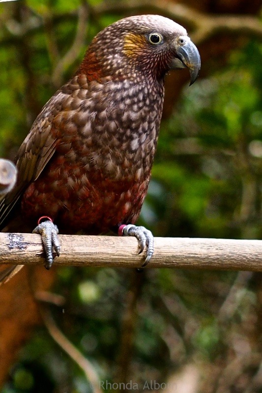 Endangered Kākā seen at feeding station in Zealandia, Wellington New Zealand