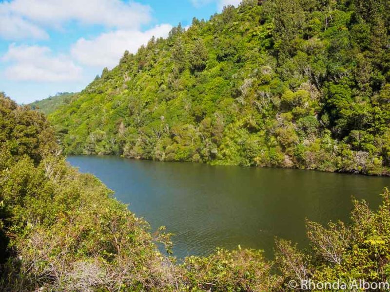 Zealandia ecosanctuary reserve in Wellington New Zealand