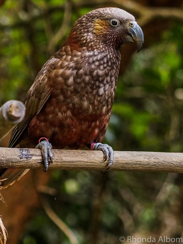 Zealandia Day vs Night Tour Review: NZ Wildlife in a Natural Habitat 13 Endangered Kākā seen at feeding station in Zealandia, Wellington New Zealand