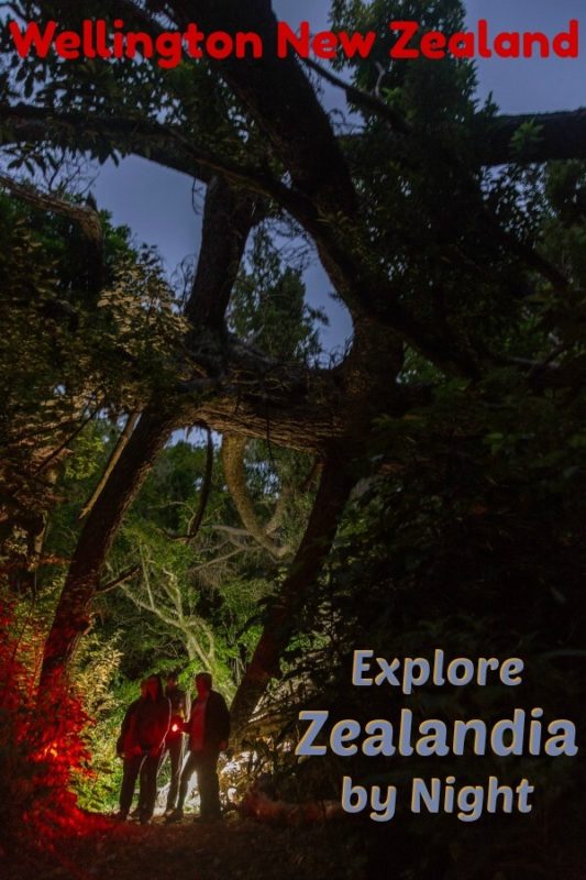 Zealandia Ecosanctuary night tour is a chance to see kiwi birds, eels, glow worms and other nocturnal creatures in Wellington New Zealand