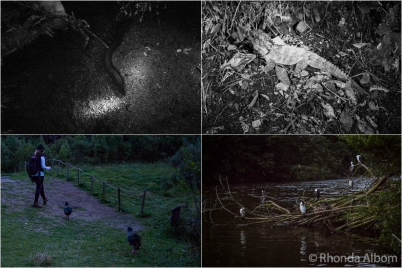 Animals seen at Zealandia by night in Wellington New Zealand