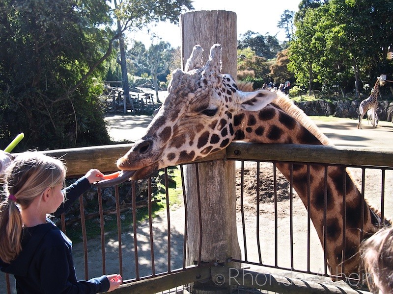 Feeding the giraffe at the Auckland Zoo