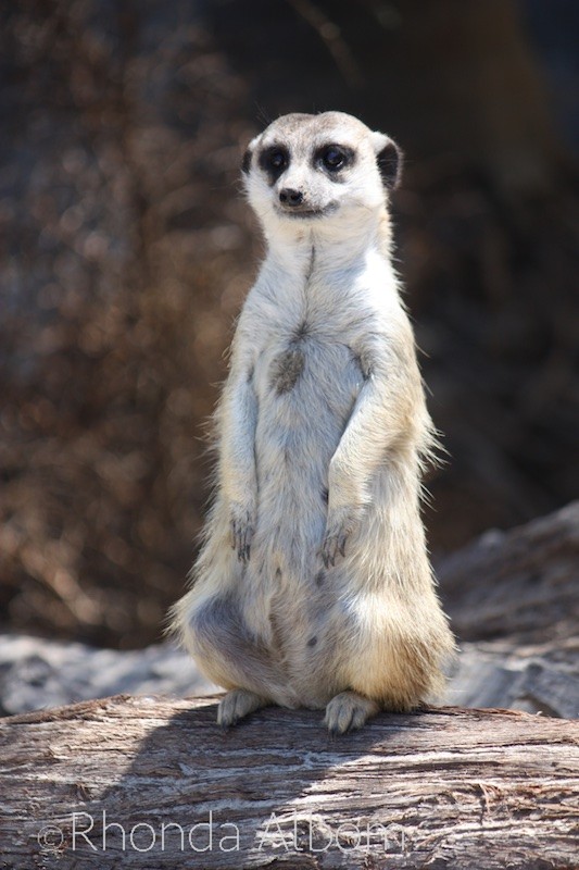 Meerkat at the Zoo in Auckland, New Zealand