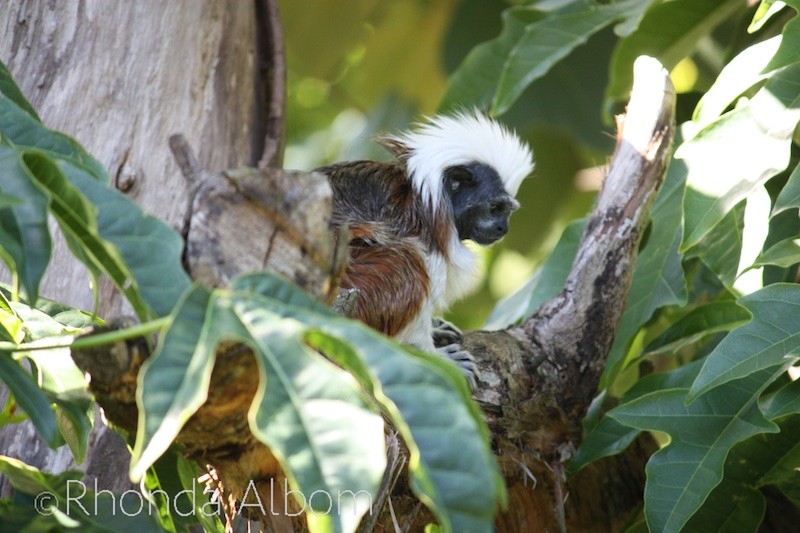 Ending the Challenge at the Auckland Zoo AtoZ
