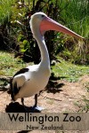 Wellington Zoo in New Zealand's capital has several interesting animals amongst their collection