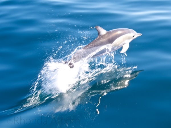Leaping dolpins in the Hauraki Gulf, just outside Auckland New Zealand