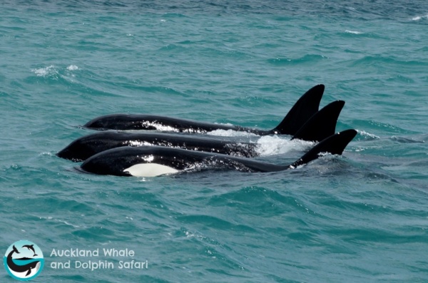 Orca whales in the Huraki Gulf just ouside of Auckland, New Zealand