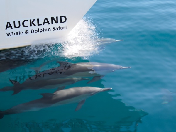 A pod of dolphins swimming with the AWADS boat in Auckland New Zealand