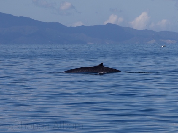 Critically endangered Bryde's Whale in Auckland New Zealand