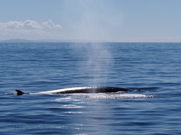 Critically endangered Bryde's Whale in Auckland New Zealand