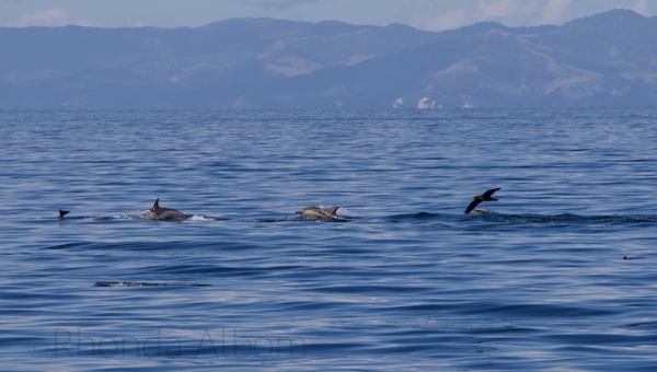 A pod of dolphins in Auckland New Zealand