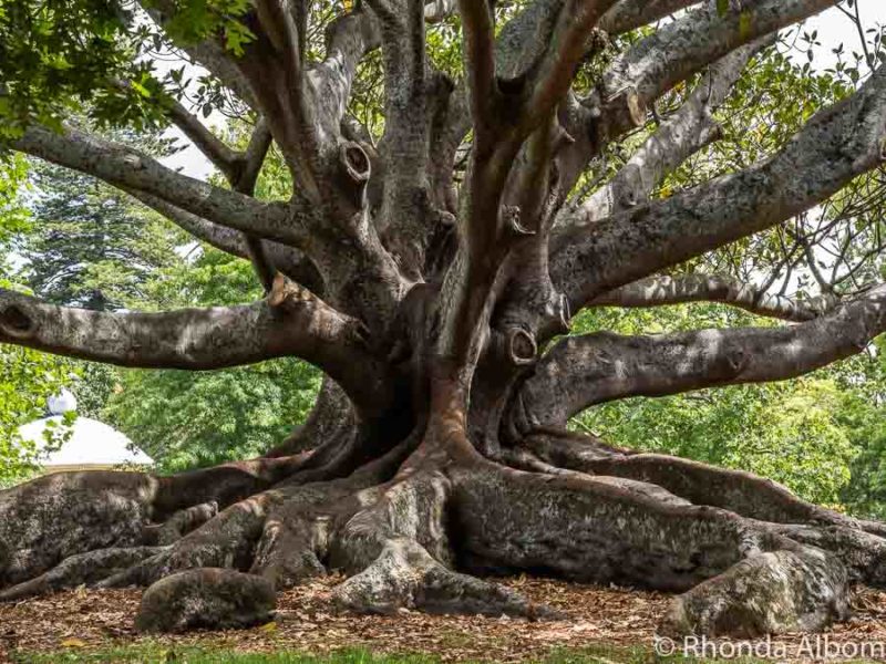 18 Best Parks in Auckland for Walking, Hiking, and Natural Beauty 10 An impressive tree in Auckland Domain Park in New Zealand.