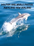 Leaping dolpins in the Hauraki Gulf, just outside Auckland New Zealand