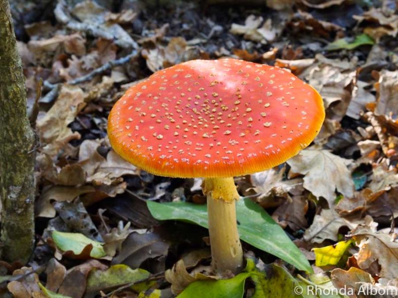 Colourful mushrooms from Jaggers Bush outside of Western Springs Lakeside Park in Auckland New Zealand