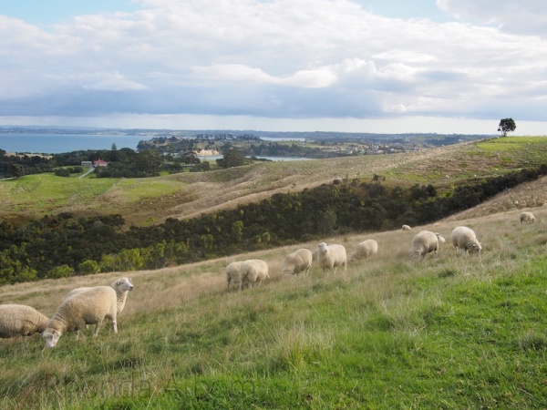 Sheep seen from lookout tower at Shakespear Park, Auckland New Zealand