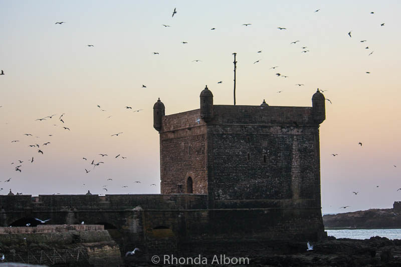 Birds fly around the old guard tower in Essaouira Morocco