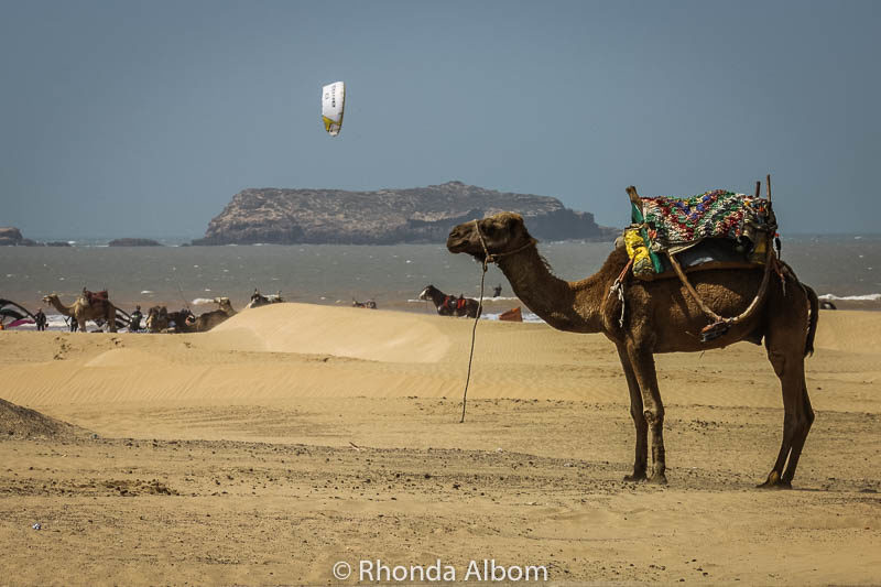 Camel on Essaouira beach in Morocco
