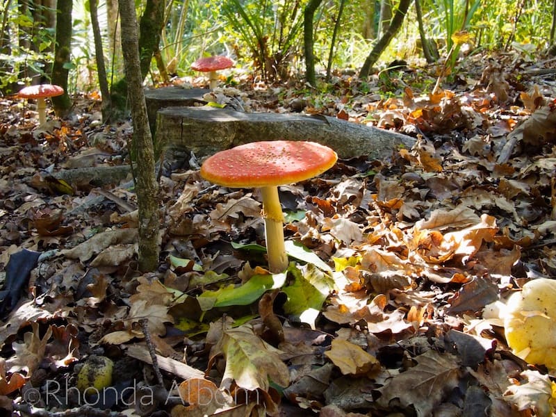 Photos Colorful Mushrooms Seen While Hiking In Auckland photos-colorful-mushrooms-seen-while-hiking-in-auckland