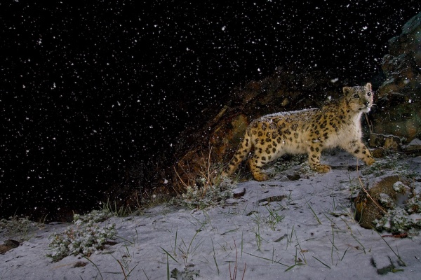Snow leopard in falling snow, India ©Steve Winter
