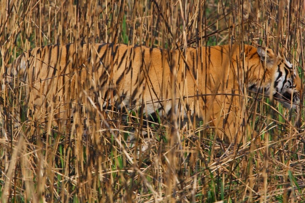 Tiger concealed in grass, Kaziranga National Park ©Steve Winter