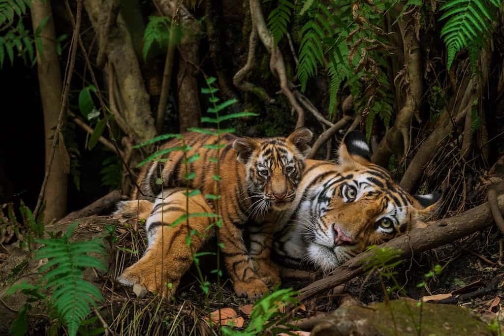Meet Steve Winter - National Geographic Wildlife Photographer Meet Steve Winter - National Geographic Wildlife Photographer