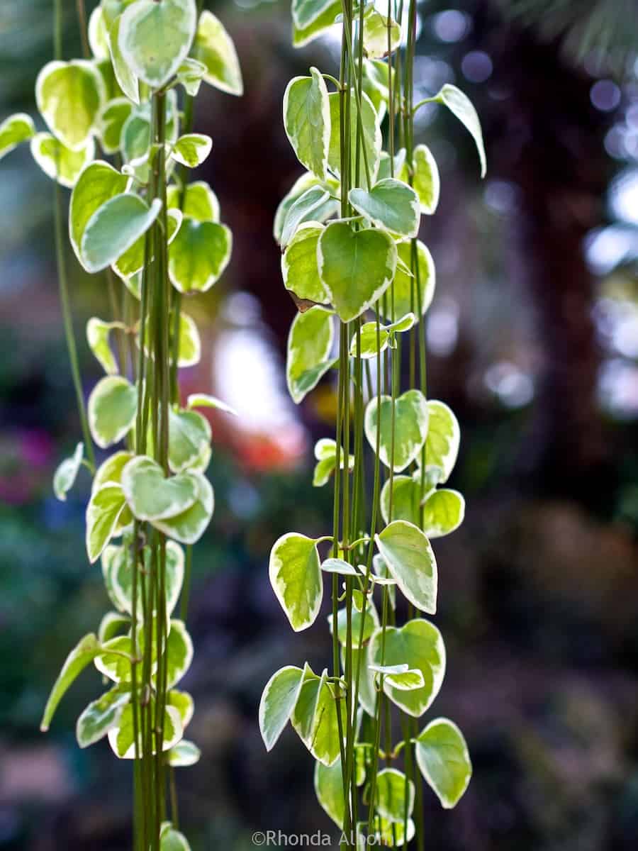 Domain Wintergardens: Natural Beauty in Auckland NZ's Oldest Park 4 Ferns hanging in the tropical glasshouse of the Auckland Domain Wintergardens
